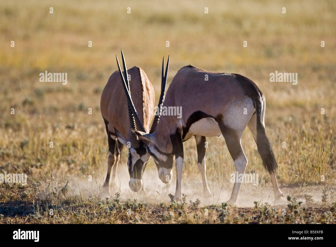 Africa, Namibia, Two gemsbok bulls (Oryx Gazella) sparring Stock Photo