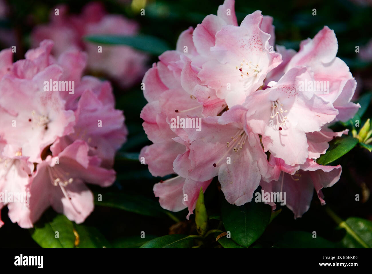 Rhododendron Yakushimanum Hybrid Bad Zwischenahn Stock Photo - Alamy