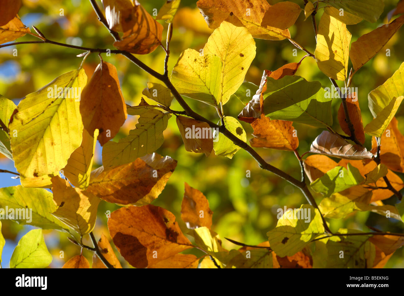 Golden beech leaves hi-res stock photography and images - Alamy