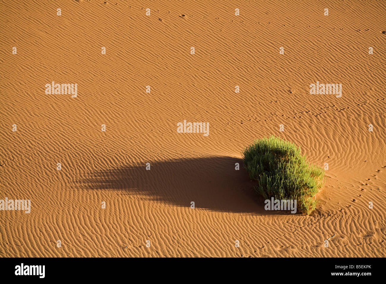 Africa, Namibia, Namib Desert, Nara shrub in the desert (Acanthosicyos horridus), elevated view Stock Photo