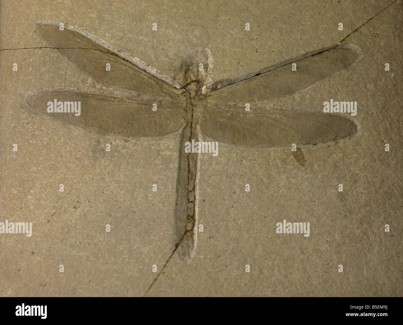 Fossil of a carboniferous age dragonfly, aeschnogomphus. Stock Photo
