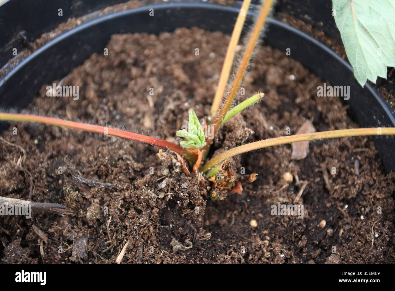 STRAWBERRY CROWN ROT Phytophthora cactorum SOMETIMES THE PLANT CAN MAKE A PARTIAL RECOVERY Stock Photo