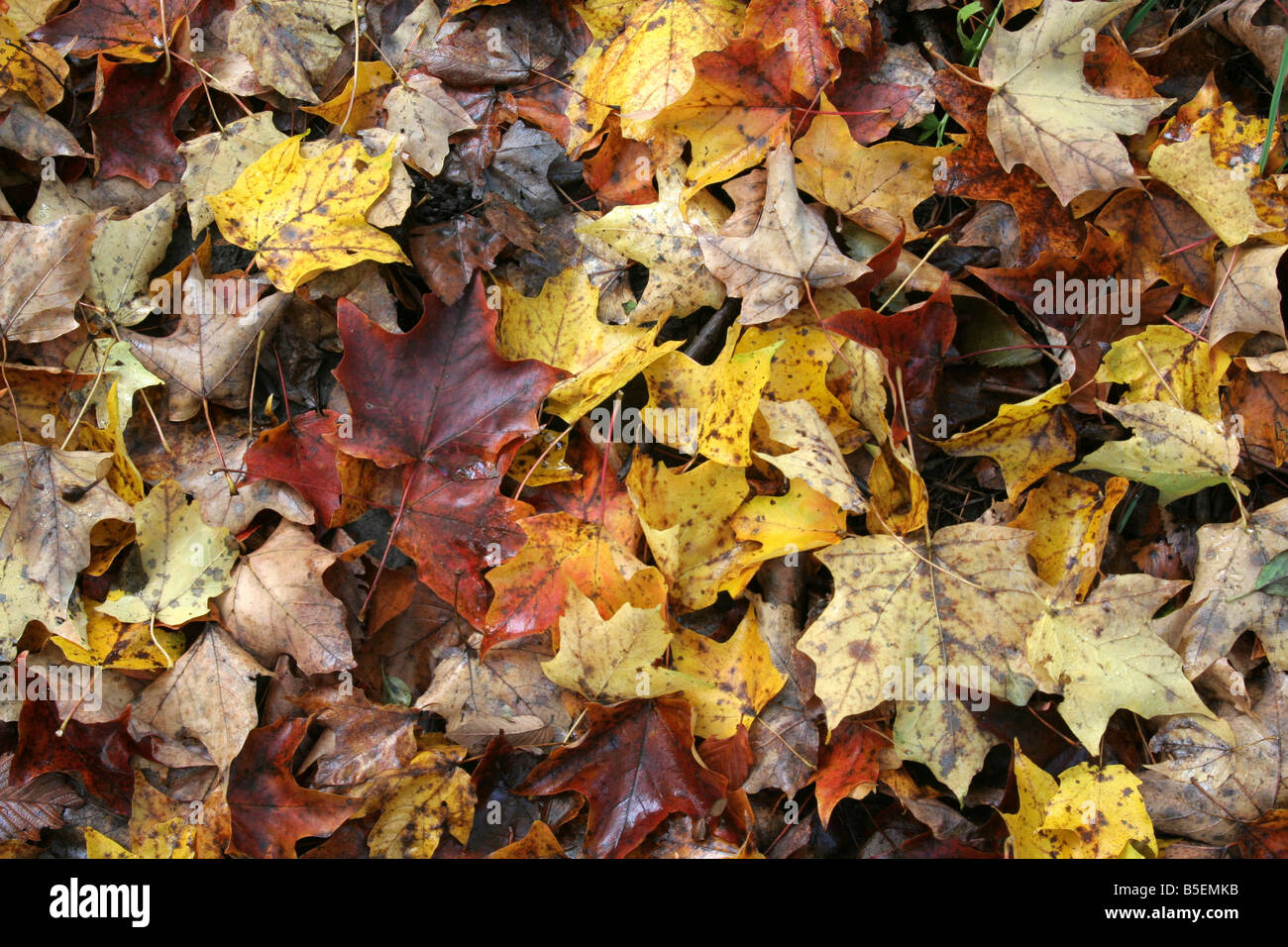 Wet forest floor hi-res stock photography and images - Alamy