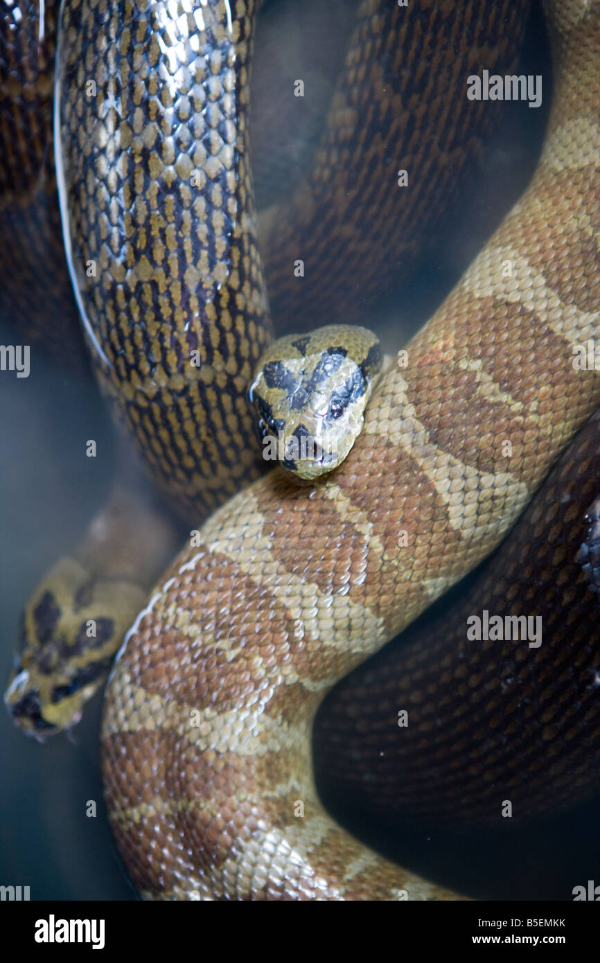 Snakes for sale in Vinh Long market, VIetnam Stock Photo Alamy