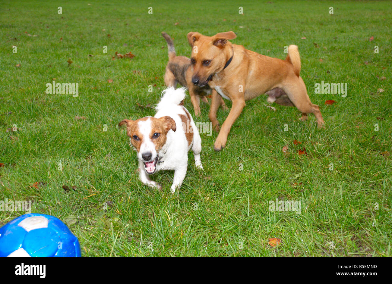 dogs playing in the park with a football Stock Photo