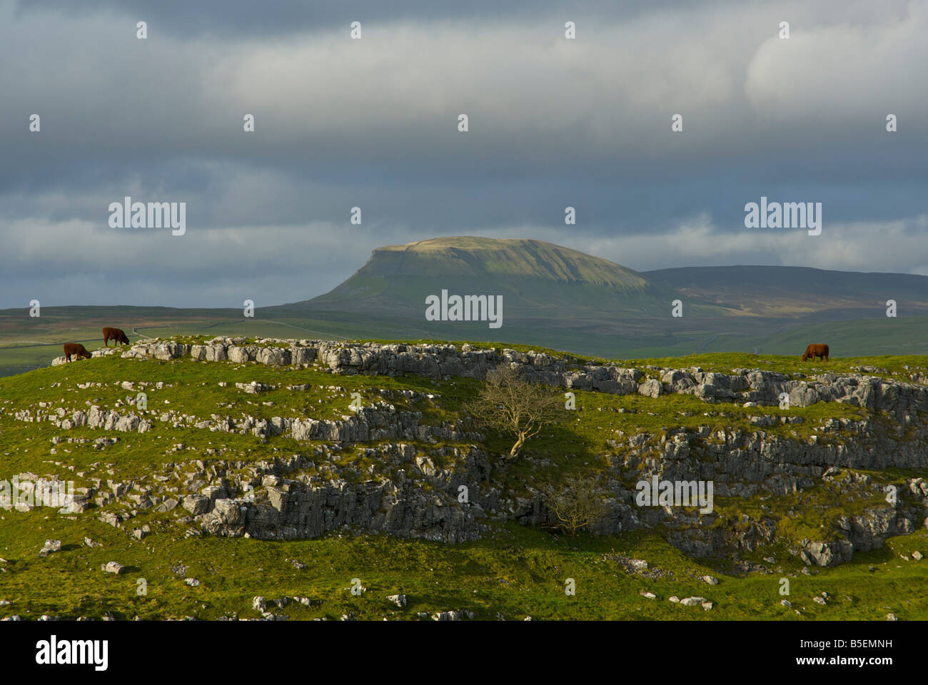 Pen-y-gent from Winskill, near Settle, North Yorkshire, Yorkshire Dales National Park, England UK Stock Photo