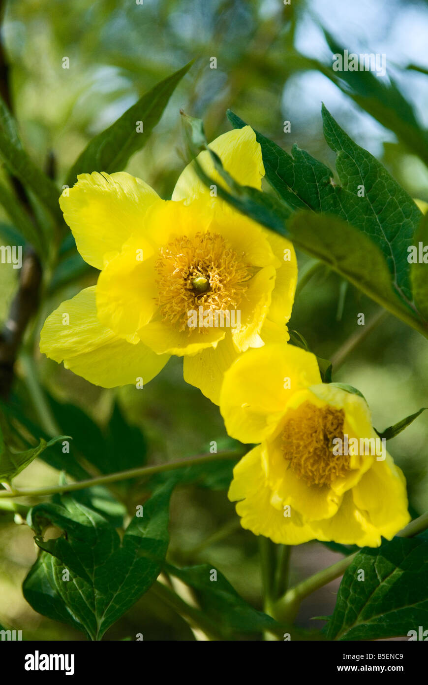 Paeonia lutea yellow peony Stock Photo