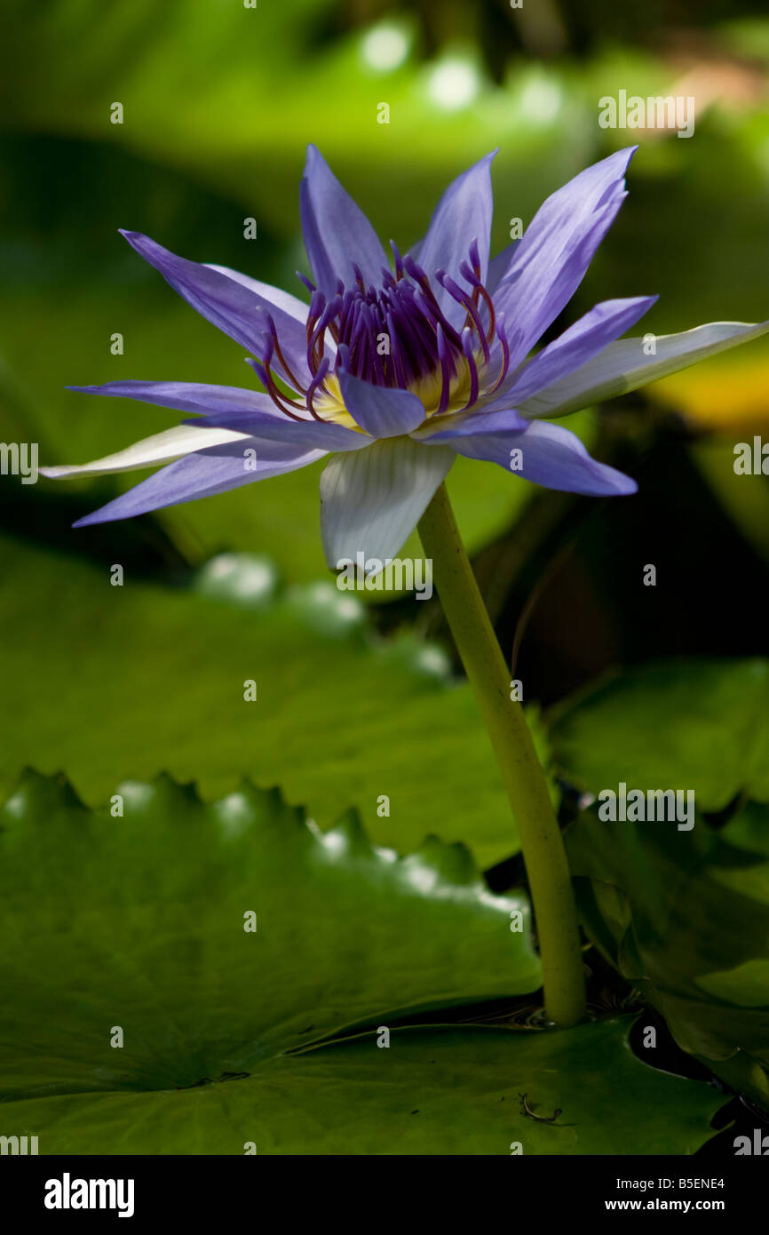 Blue Lotus, Nymphaea caerulea is also known as the Sacred Blue Lily, or the Egyptian Blue Lily. Stock Photo