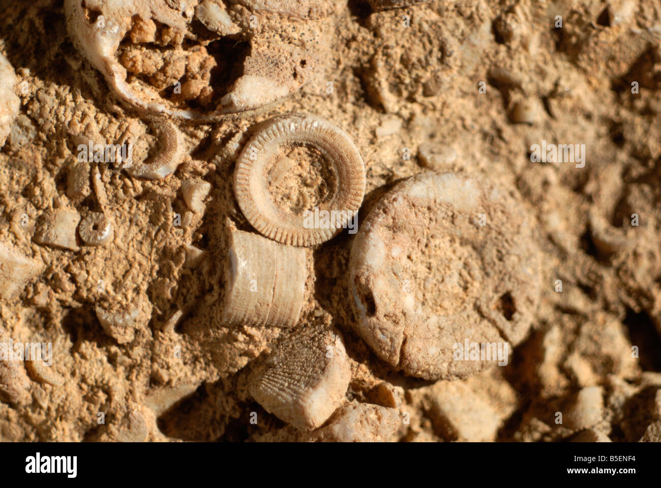 Small fossils in sandstone Stock Photo Alamy