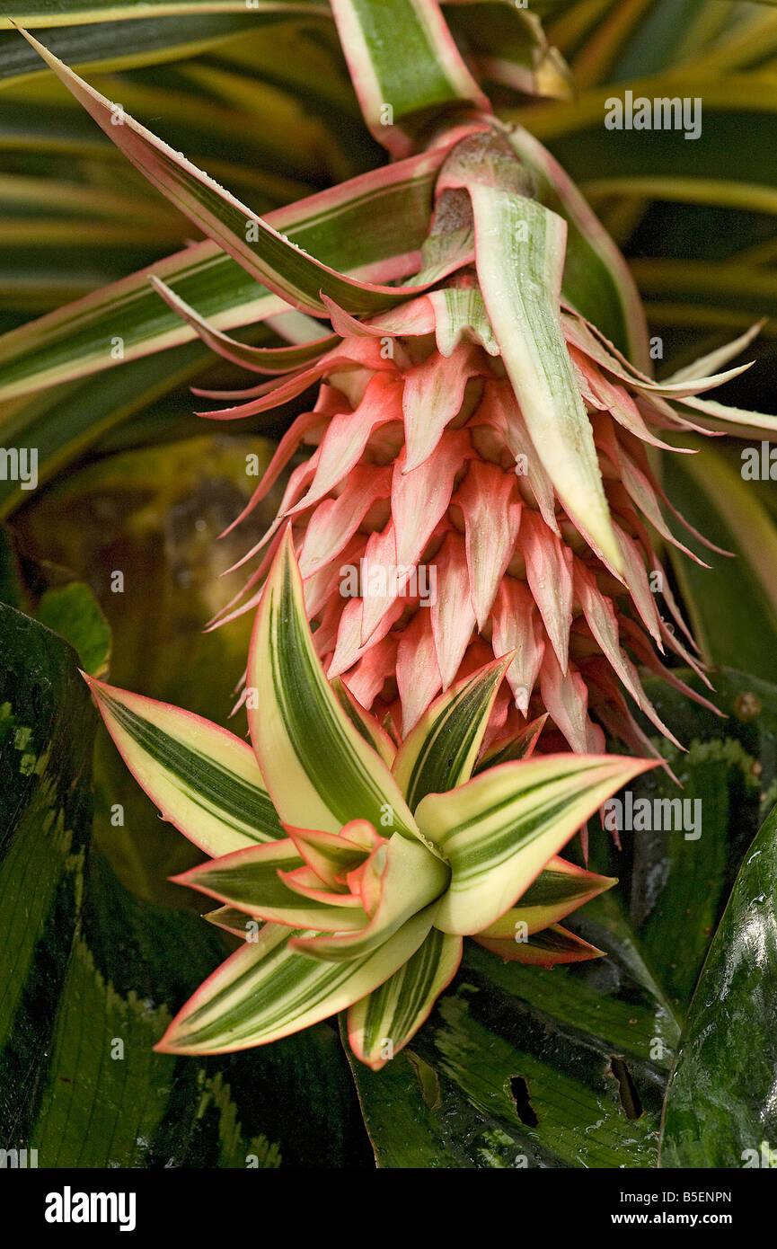 Ornamental pineapple Ananas comosus variegatus new shoot growing out from top of flower Stock Photo