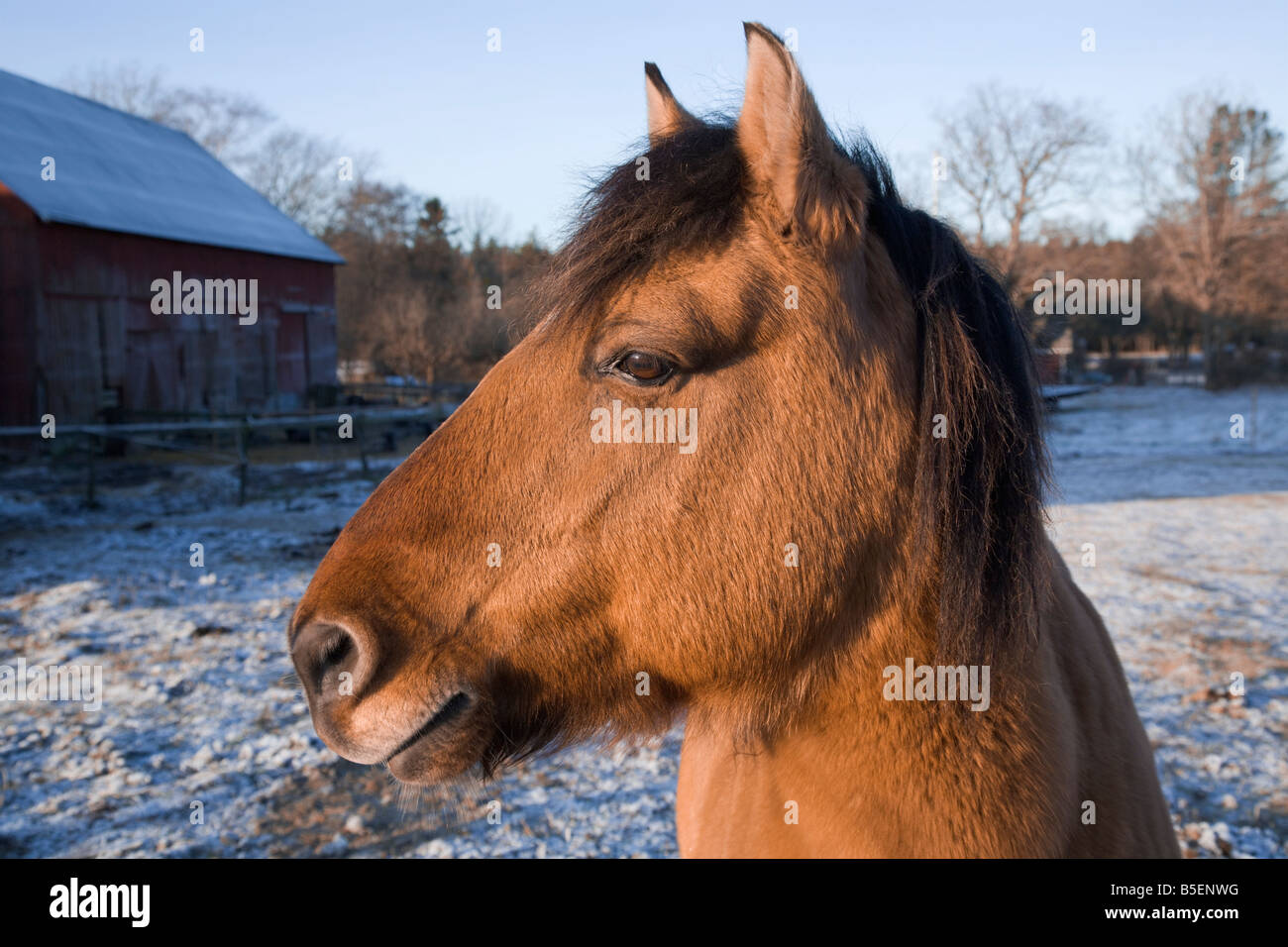 A bay dun 'Russian Bashkir' horse with thick winter fur in a wintry field Stock Photo