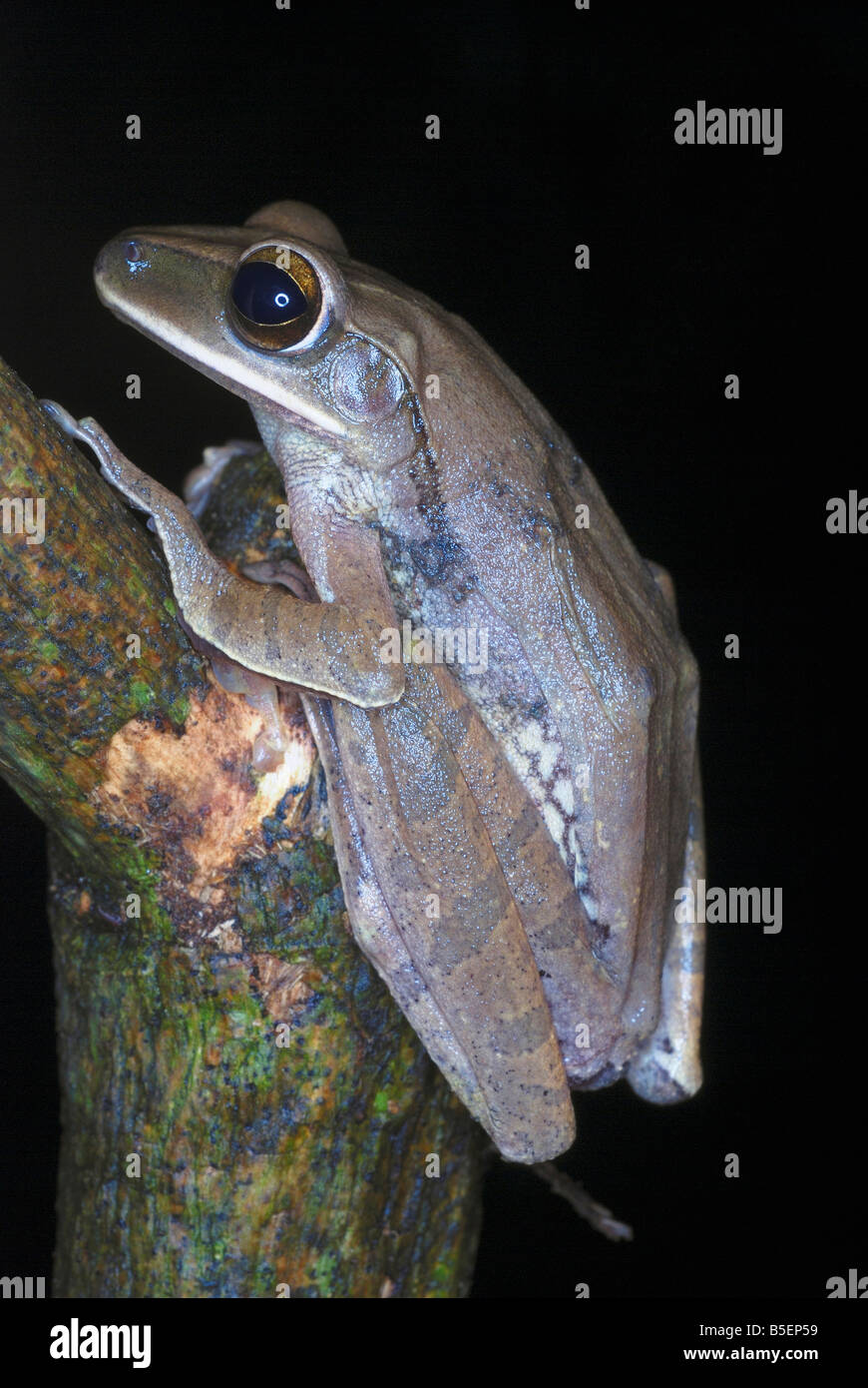 Polypedates leucomastyx. commonly known as Northeastern Tree frog. Stock Photo