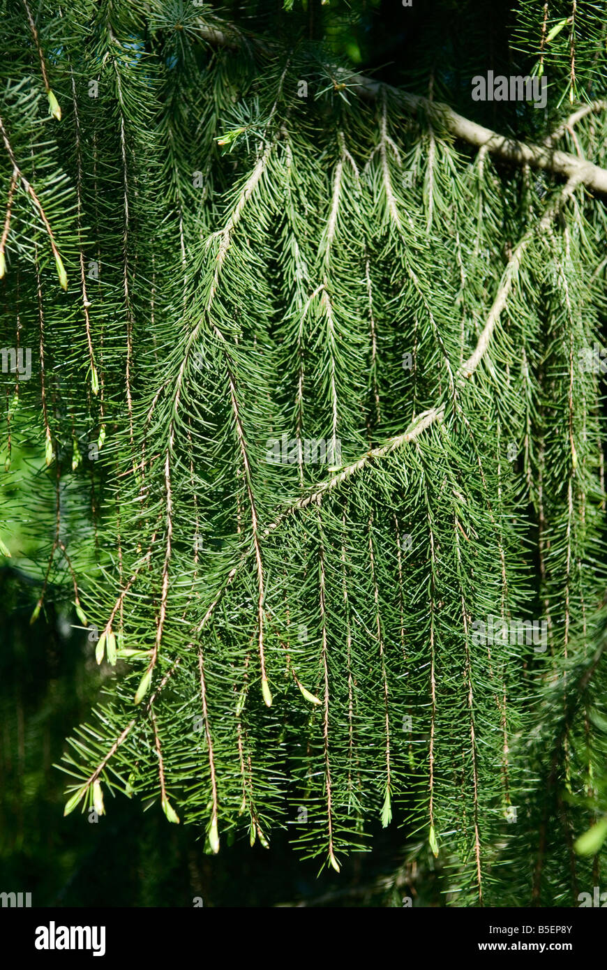 Picea breweriana Brewer s spruce or Weeping spruce Stock Photo - Alamy