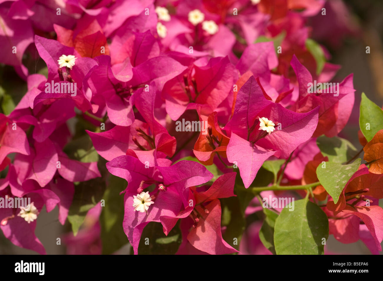 Bougainvillea spectabilis cream flowers offset by deep pink bracts Stock Photo