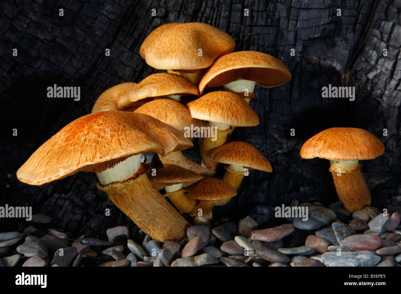 Gymnopilus spectabilis fungi a member of the order Corinariales (family Crepidoceaea) growing out of burnt tree. Stock Photo