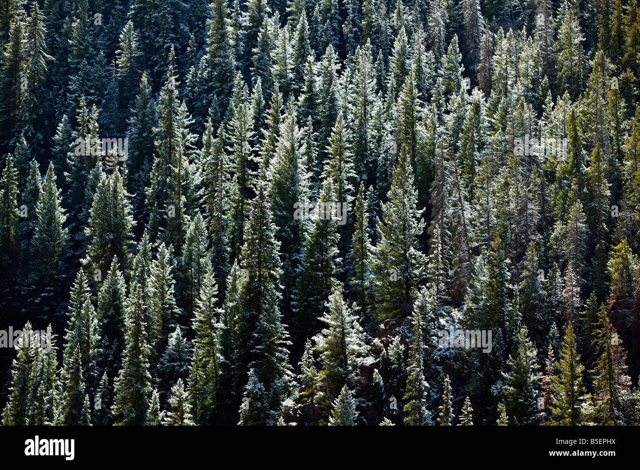 Pines pine trees hi-res stock photography and images - Alamy