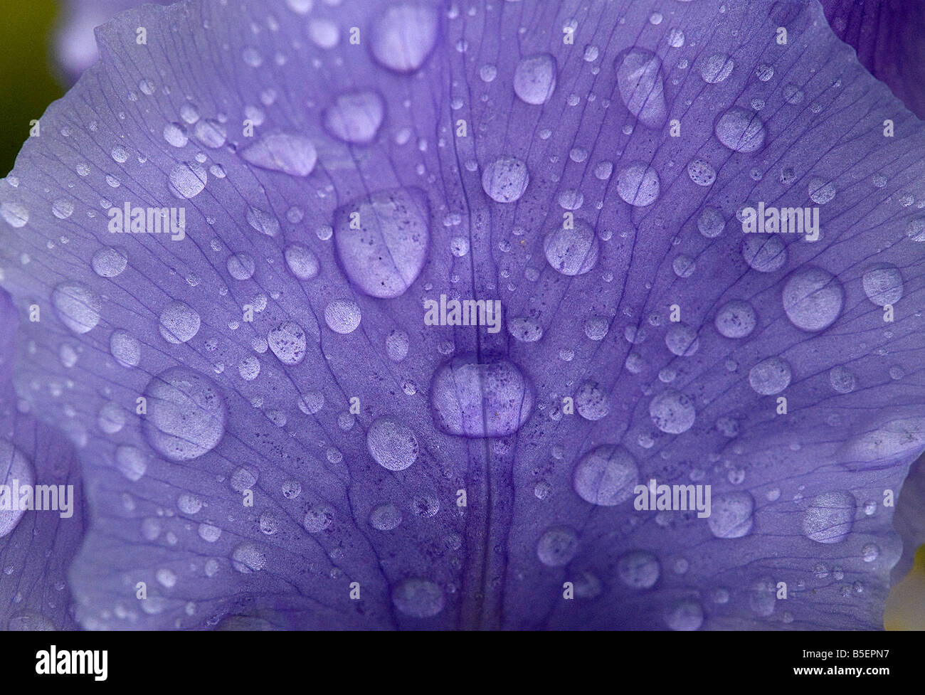 Raindrops on Iris pallida variegata petal Stock Photo
