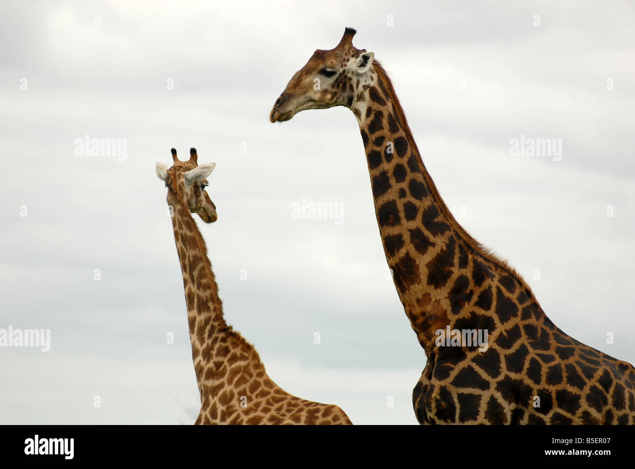 South africa giraffes hi-res stock photography and images - Alamy