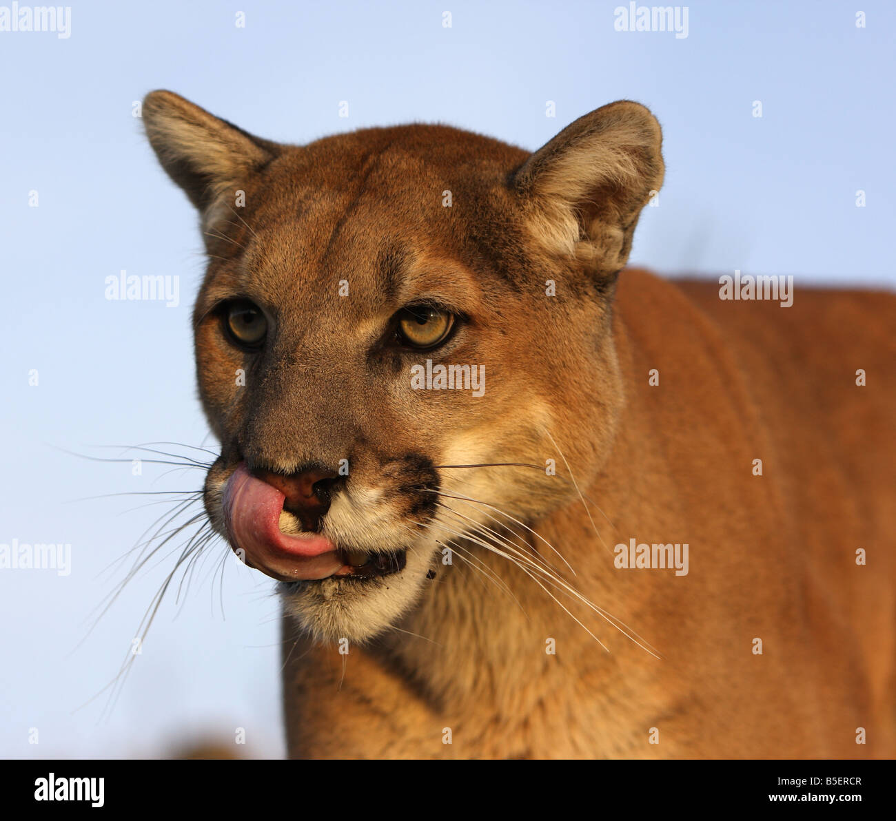 Cougar licking his lips hi-res stock photography and images - Alamy
