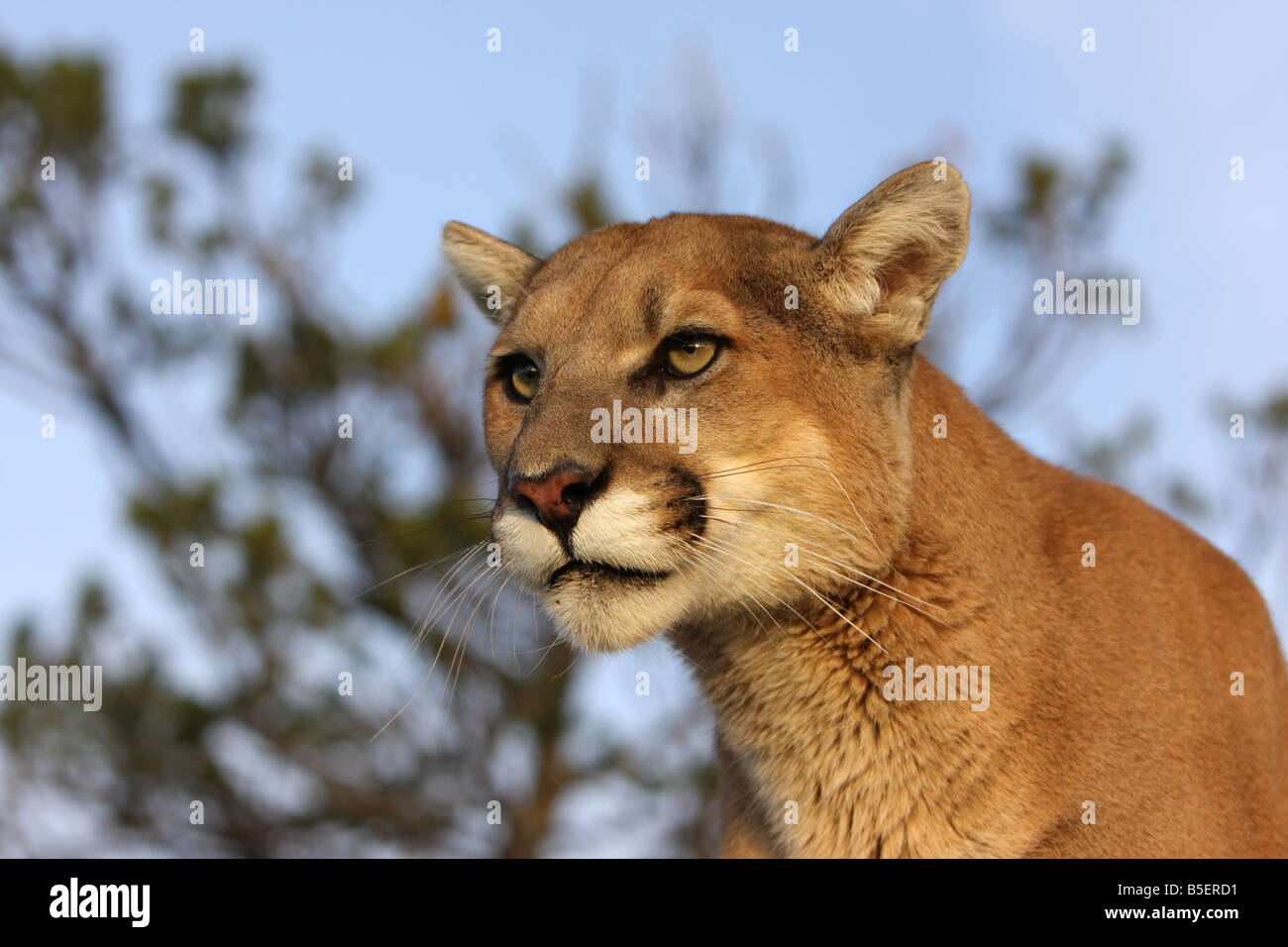 Mountain lion, cougar, puma Stock Photo