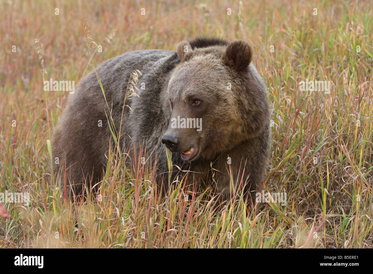 Grizzly bear Stock Photo