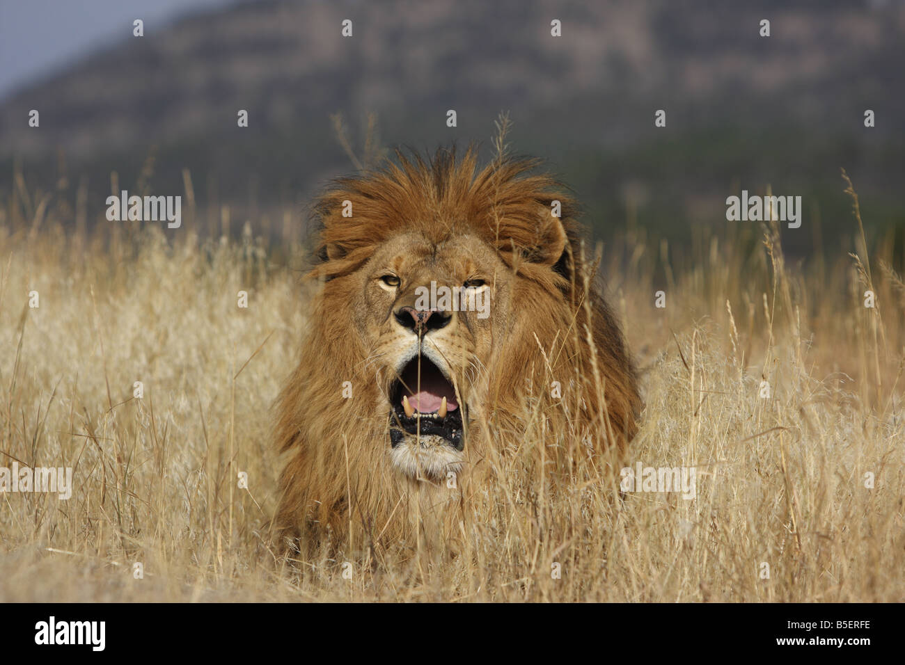 Lion in long grass Stock Photo