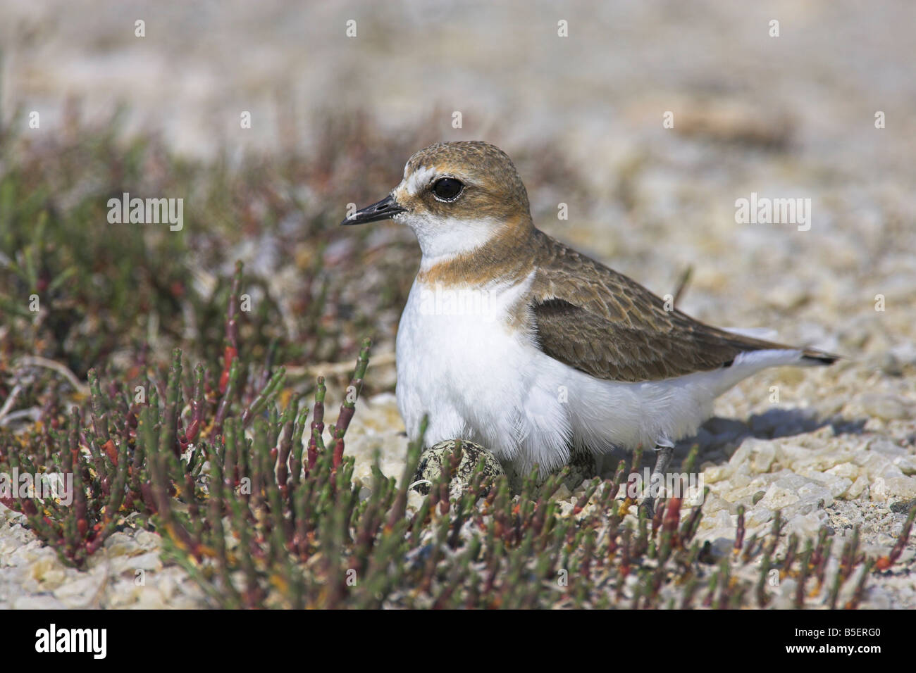 Kentish Plover Charadrius alexandrinus female sitting nest on eggs at Skala Polichnitos Saltpans, Lesvos, Greece in April. Stock Photo