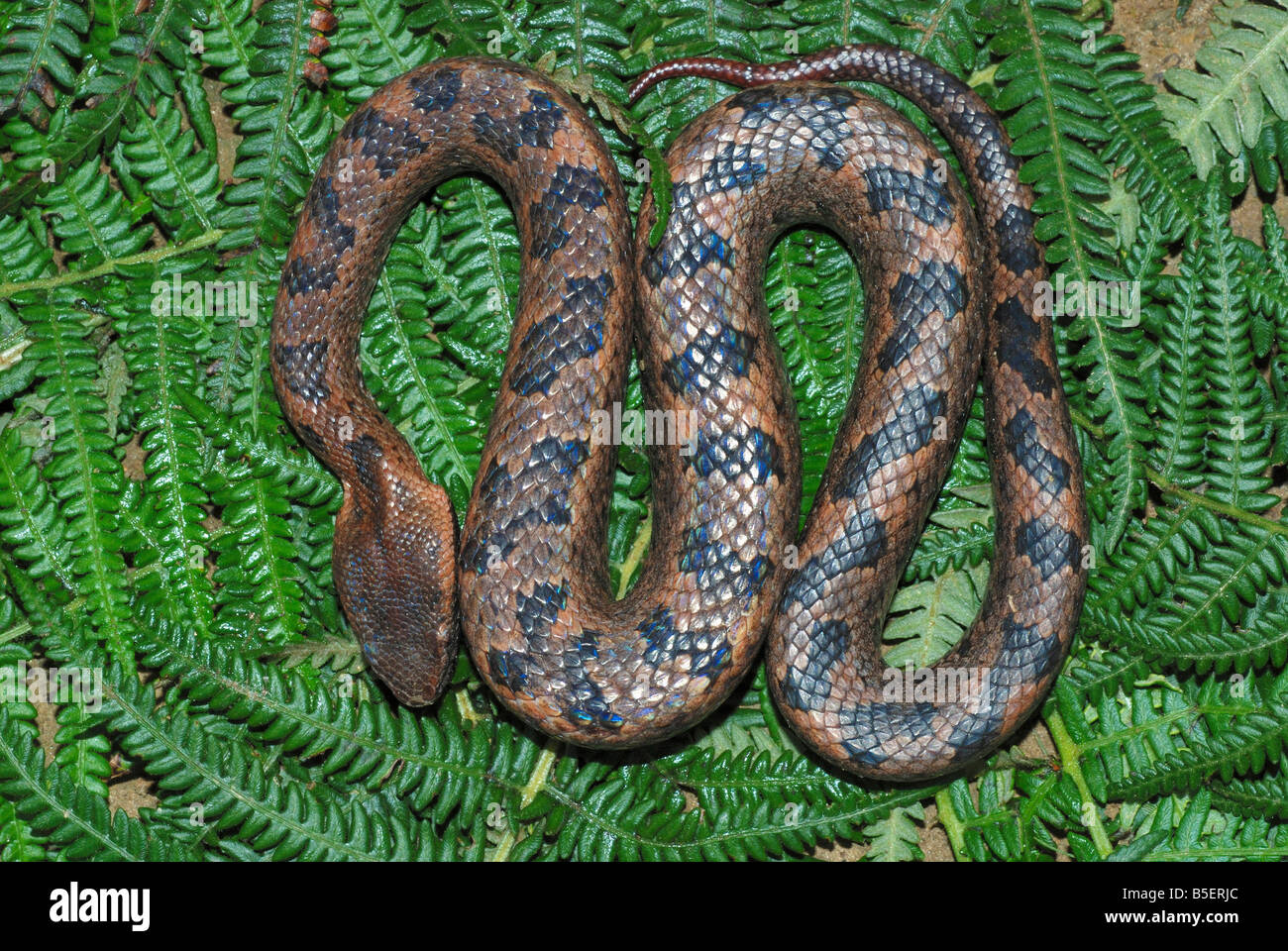 Ovophis monticola. commonly known as MONTANE PIT VIPER Stock Photo Alamy