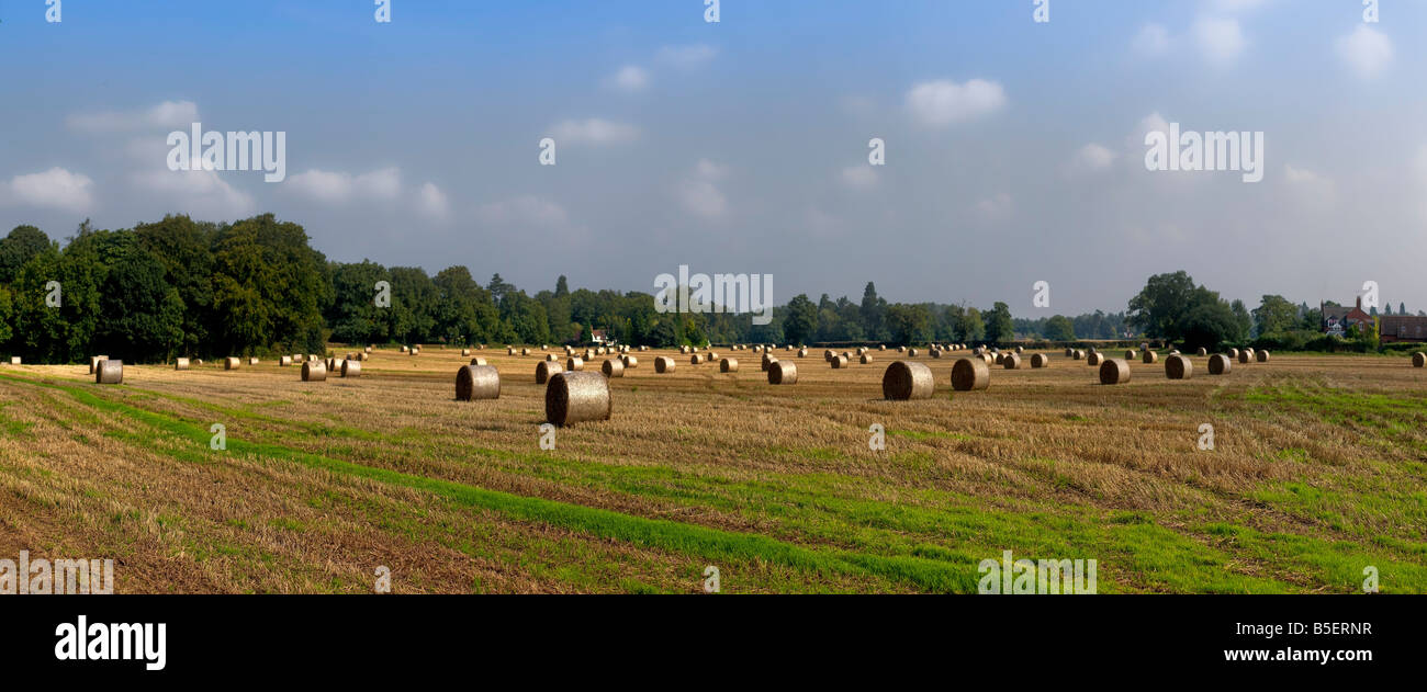 field of hay bales with stubble Stock Photo - Alamy
