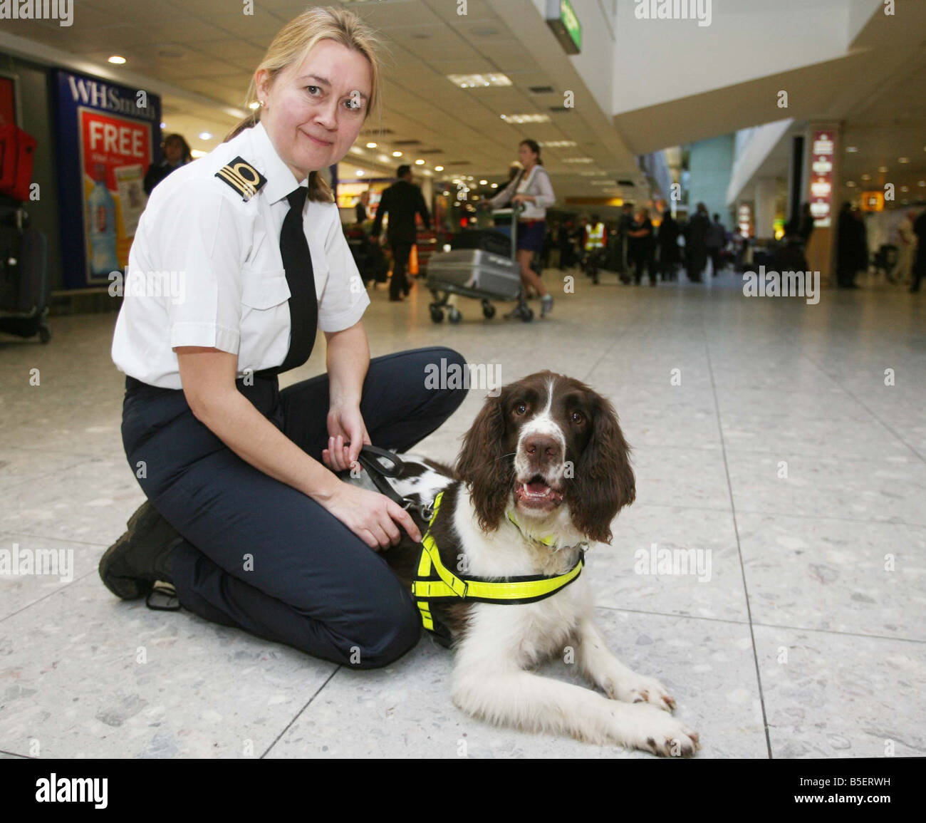 Max the 4 year old Springer Spaniel who apears on a new postage stamp The sniffer dog is based at Heathrow airport and is used to search for cash being trafficked through London s airport system He is pictured here with Roma Garrat the dog unit manager at Heathrow Stock Photo