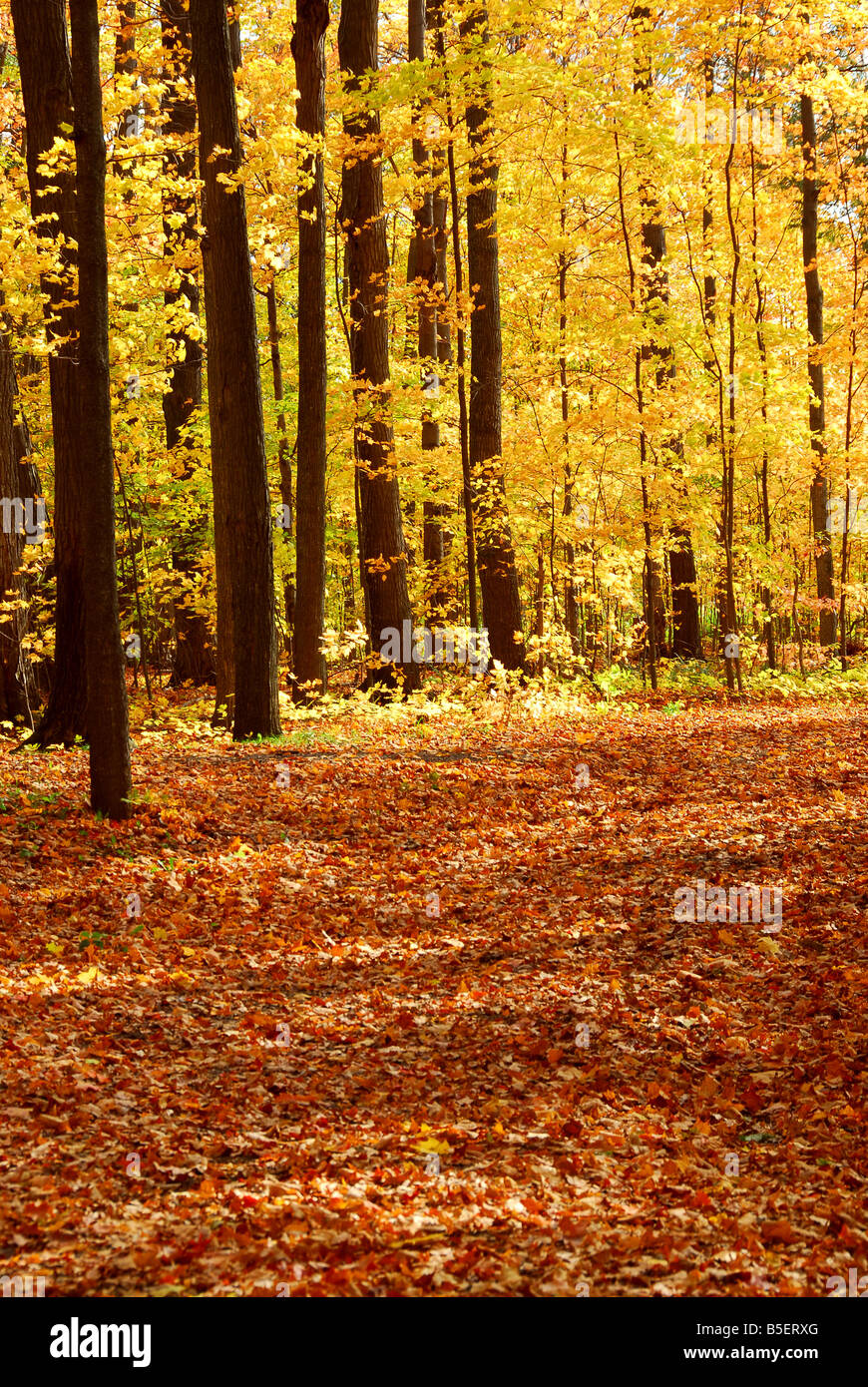 Autumn forest fallen leaves young hi-res stock photography and images ...