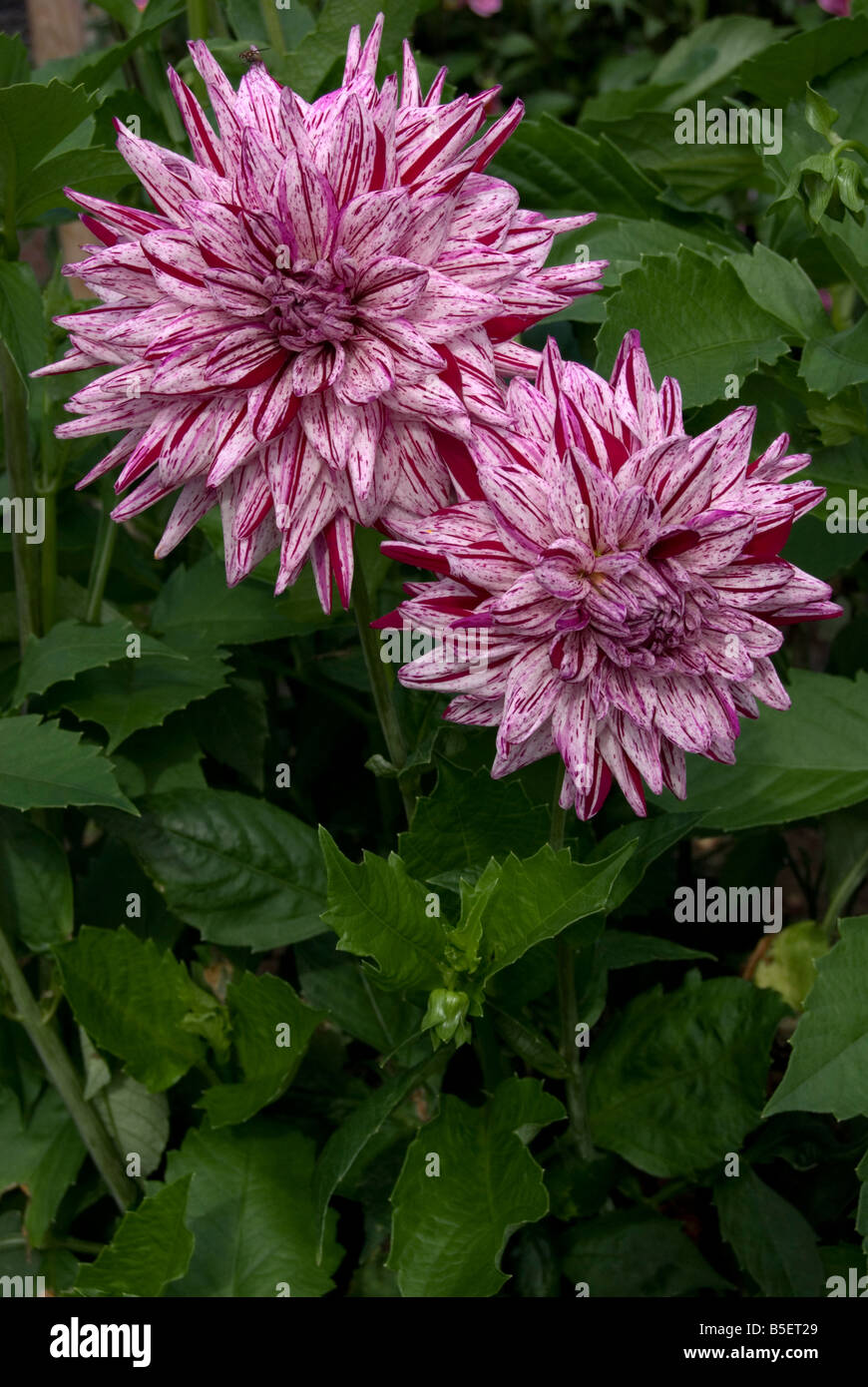 Dahlia 'Raspberry Ripple' Stock Photo