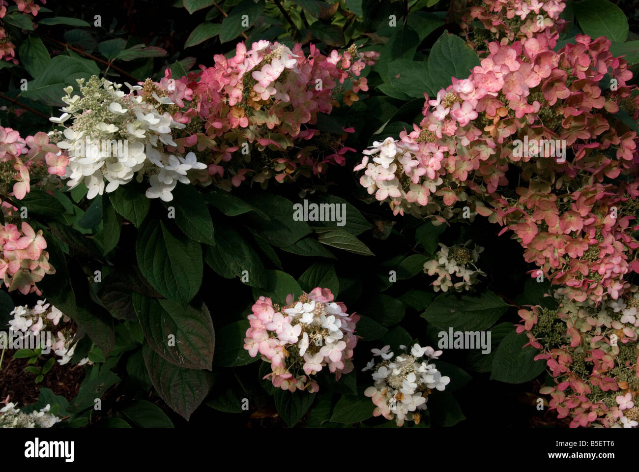 Hydrangea paniculata &lsquo;Burgundy Lace&rsquo; Stock Photo - Alamy