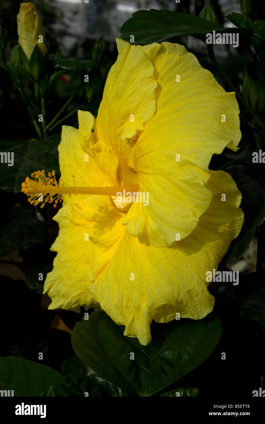Hibiscus rosa sinensis hi-res stock photography and images - Alamy
