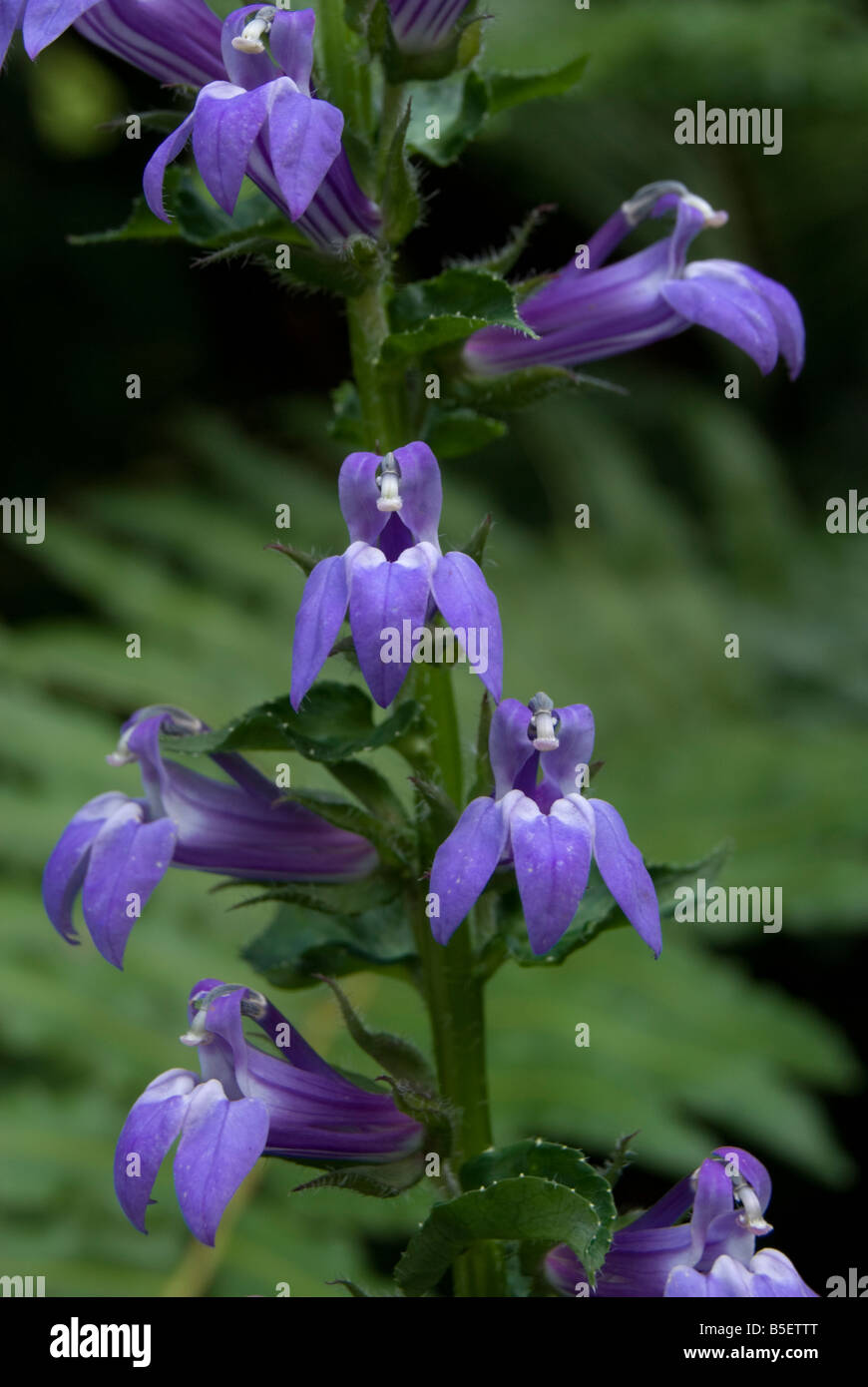 great blue lobelia