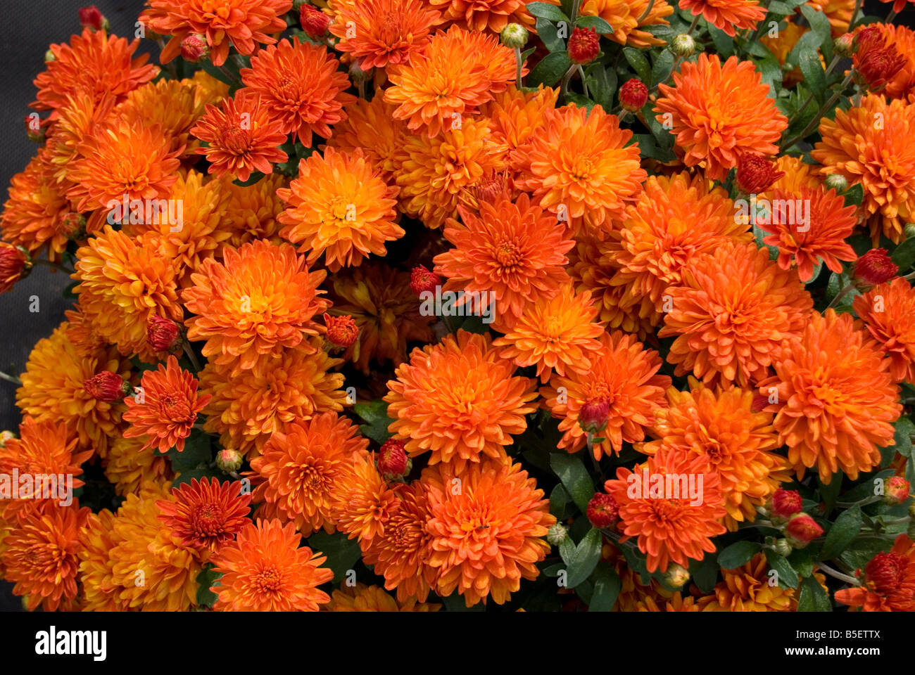 Chrysanthemum 'Action' Stock Photo