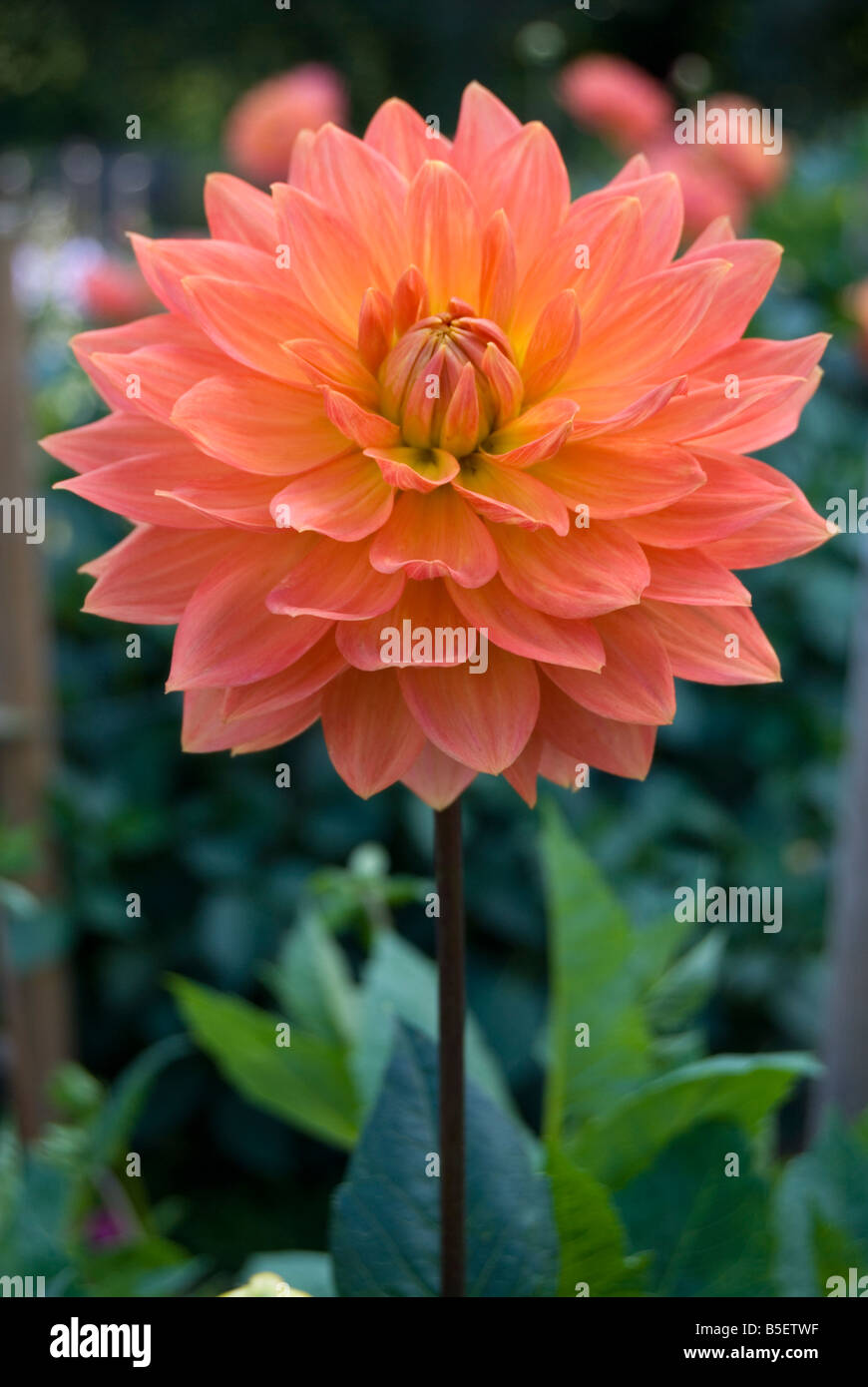 Dahlia Gwyneth Stock Photo