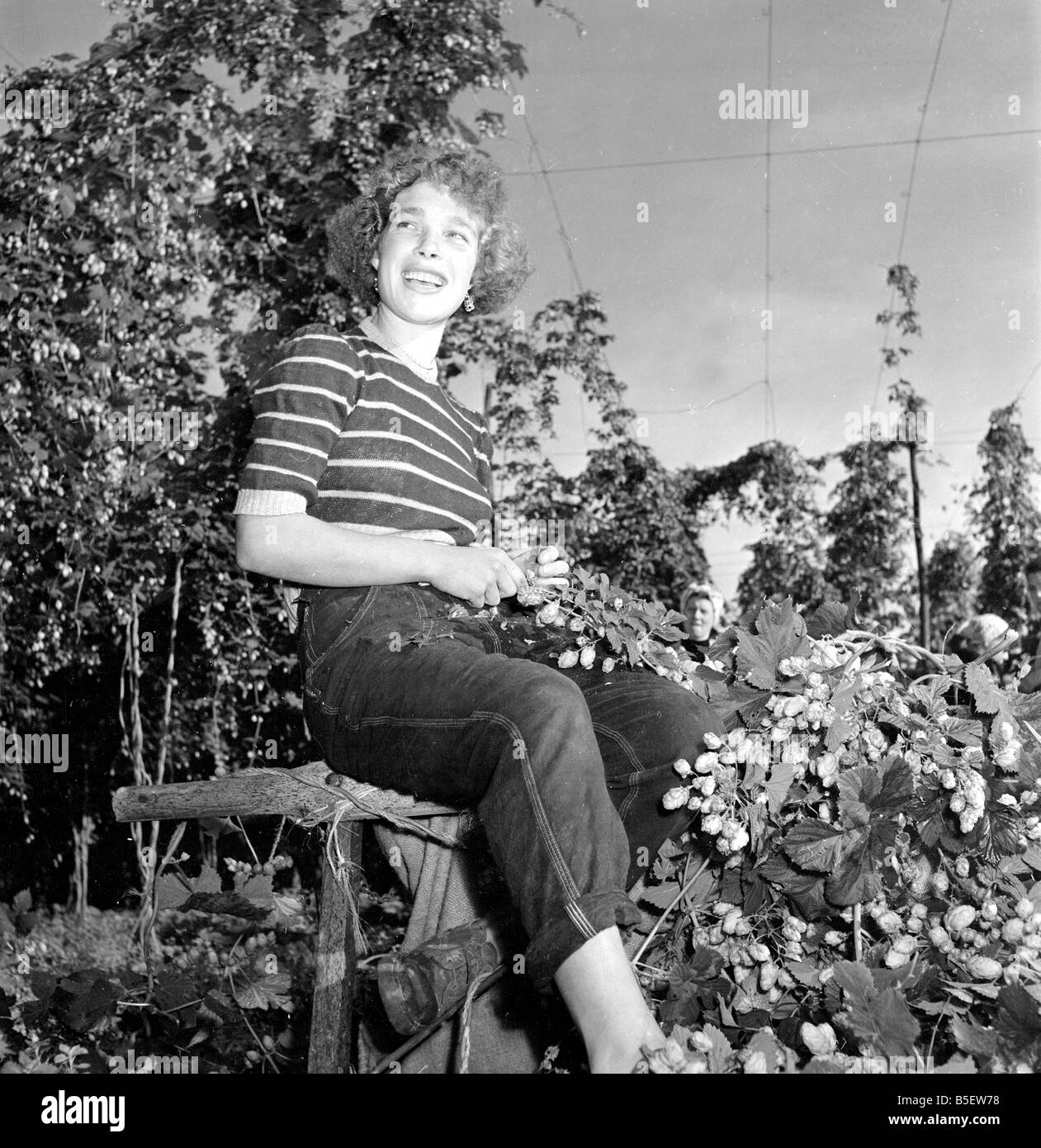 Hop picker at work in the Kent countryside. 2nd September 1954 Stock ...