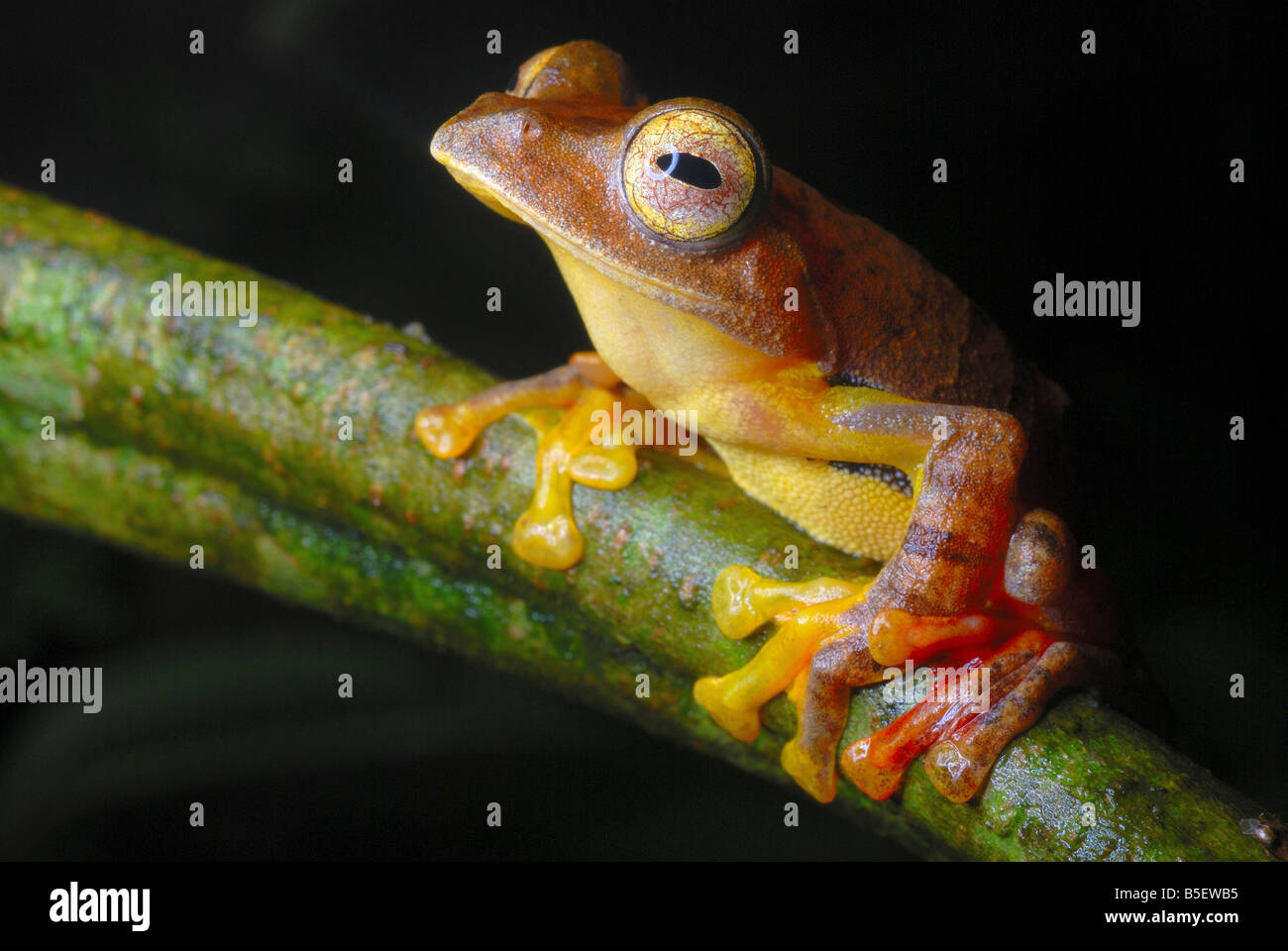 Rhacophorus cf rhodogaster. A species of Gliding frog.Arunachal Pradesh. India. Stock Photo