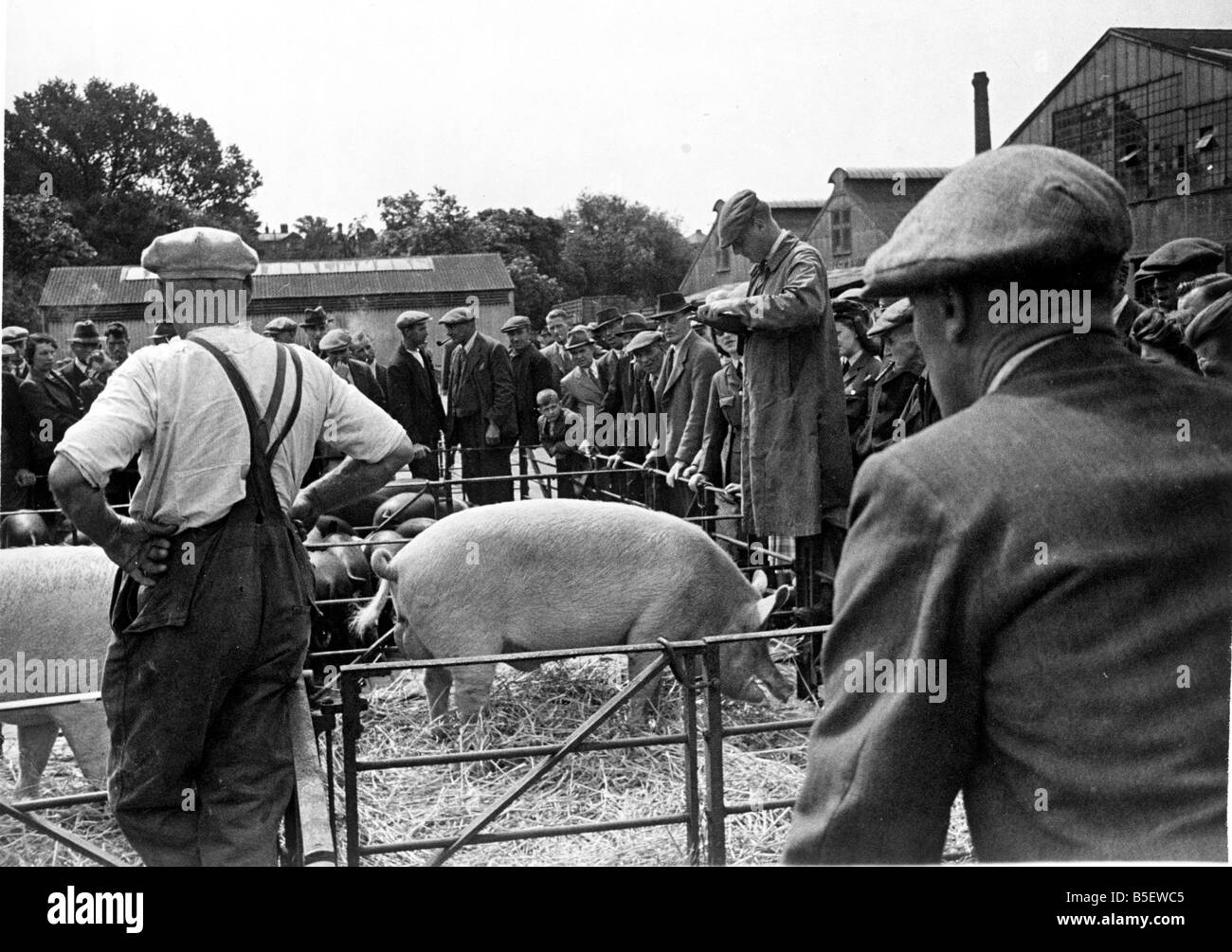 Gathering of farmers at a livestock mark in Maidstone, Kent as a pig is auctioned&#13;&#10;July 1945 Stock Photo