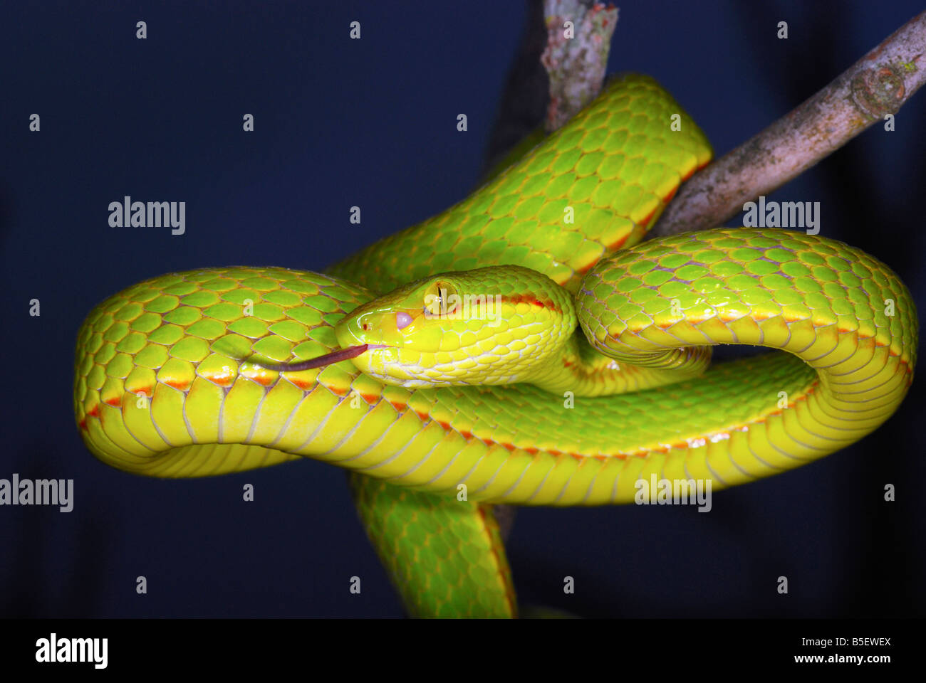 POPE'S PIT VIPER  Trimeresurus popeiorum Venomous Uncommon Generally encountered at night above an elevation of 800 metres. Stock Photo