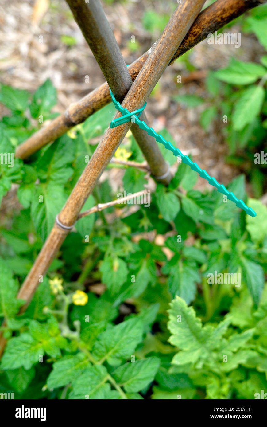 Tomato plant with stake hires stock photography and images Alamy