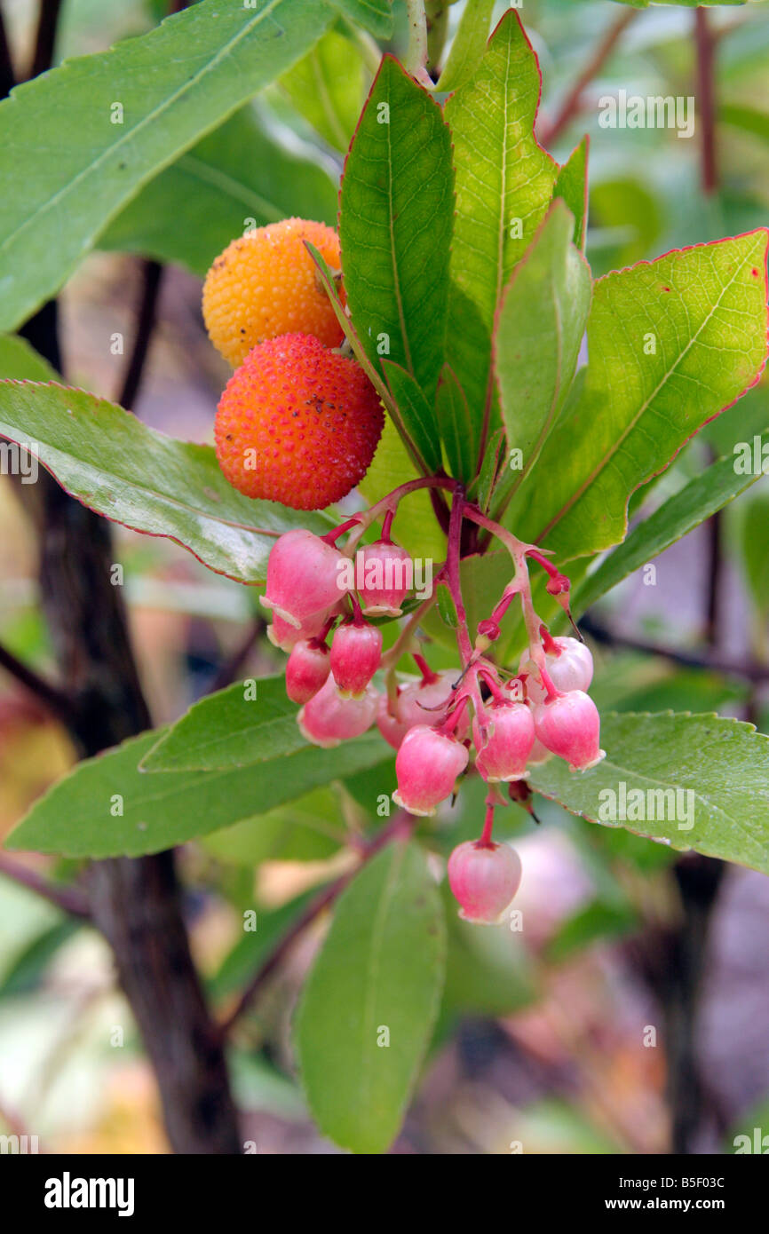 ARBUTUS UNEDO RUBRA HAS BOTH FLOWERS AND FRUIT AT THE SAME TIME Stock Photo