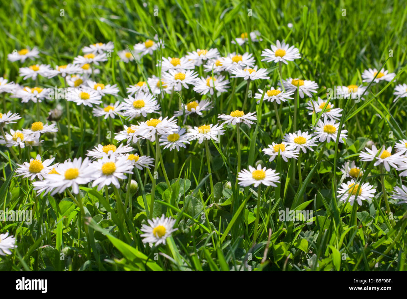 English daisies in early summer Stock Photo Alamy