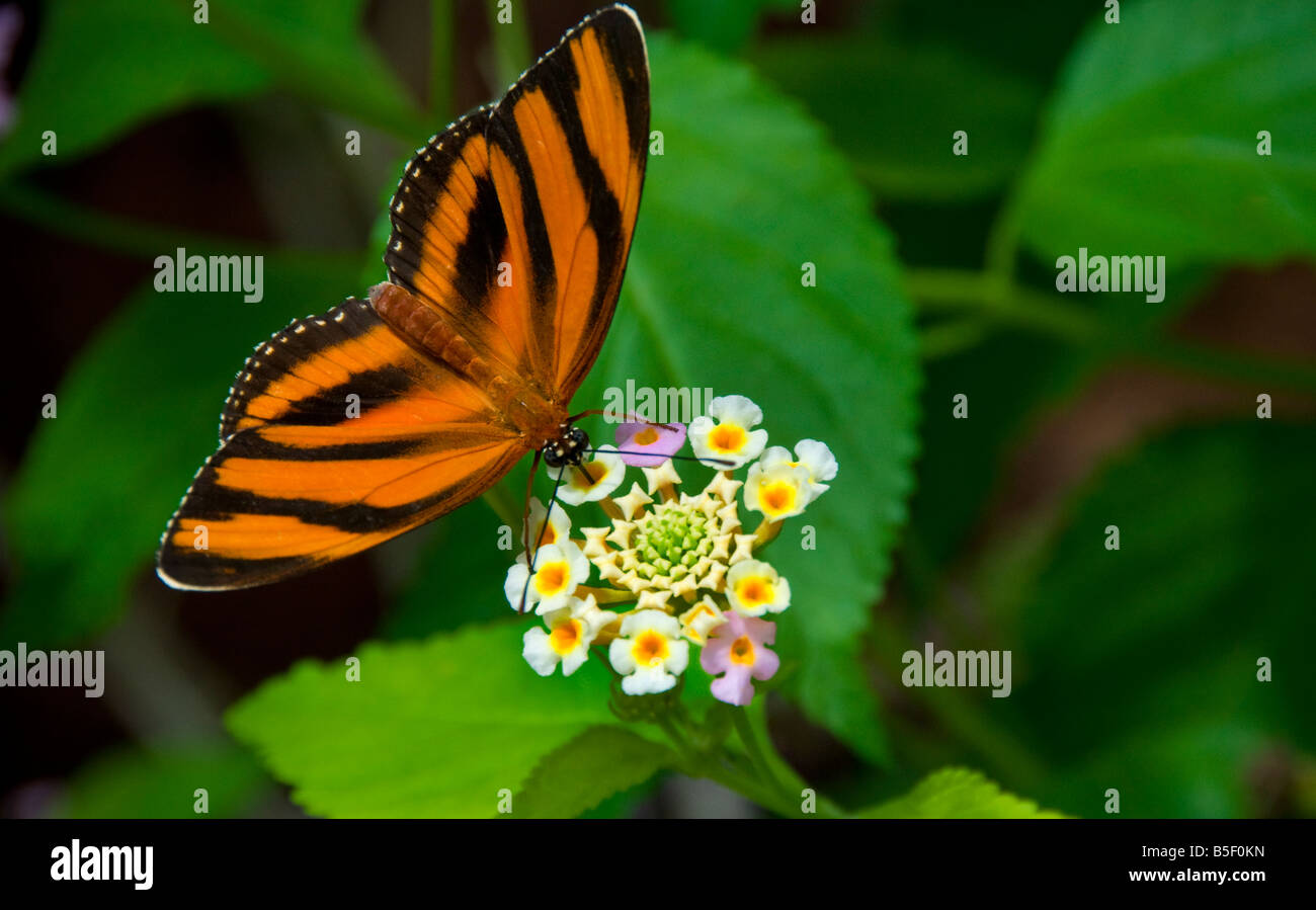 Banded Orange Butterfly Dryadula phaetusa on flower taking nectar with proboscis in lush natural habitat Stock Photo