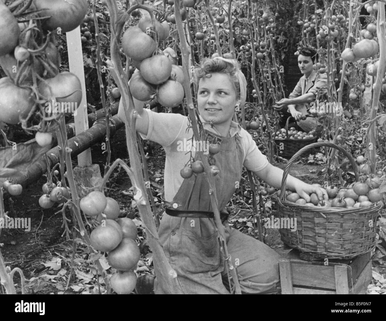 Landgirl Miss Betty McCarthy picking some large tomatoes from a greenhouse in Lea Valley, Hertfordshire during the Second World Stock Photo