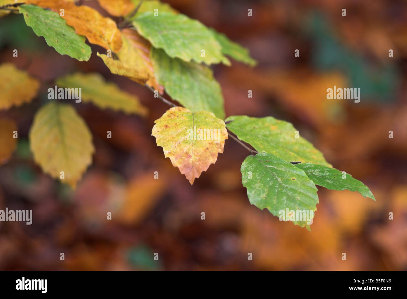 Autumn beech leaves against a blurred background, UK Stock Photo