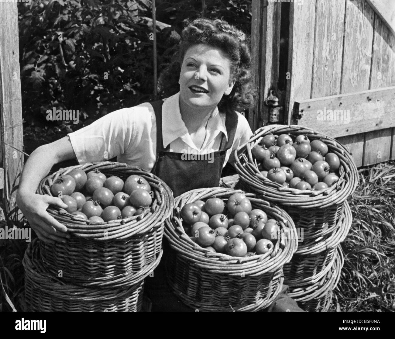 A woman on Austerity holiday give a hand in collecting the first tomato crop at North Hubbard's nursery in the Lea Valley, Essex during the Second World War;June 1942 Stock Photo