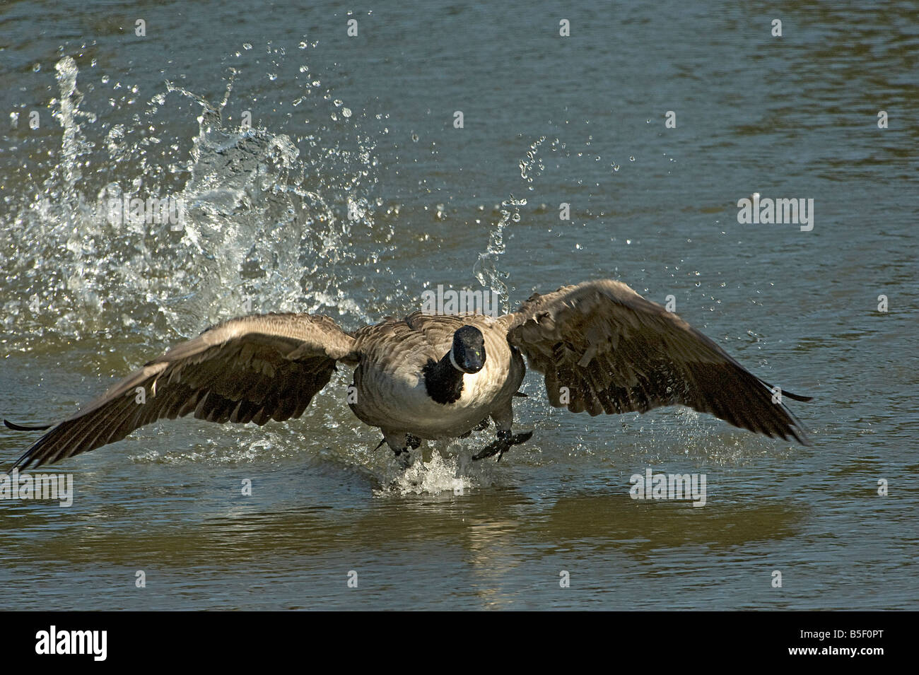 Canada goose Branta canadensis taking off towards the camera Stock Photo