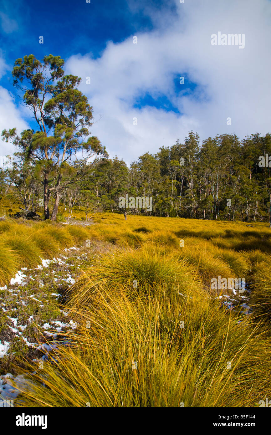 Australia Tasmania Cradle Mt Lake St Clair National Park Button grass